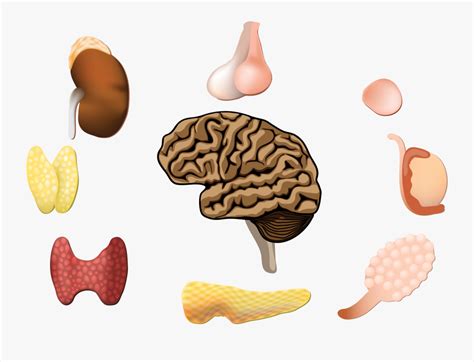 Image result for Endocrine System Transparent Background