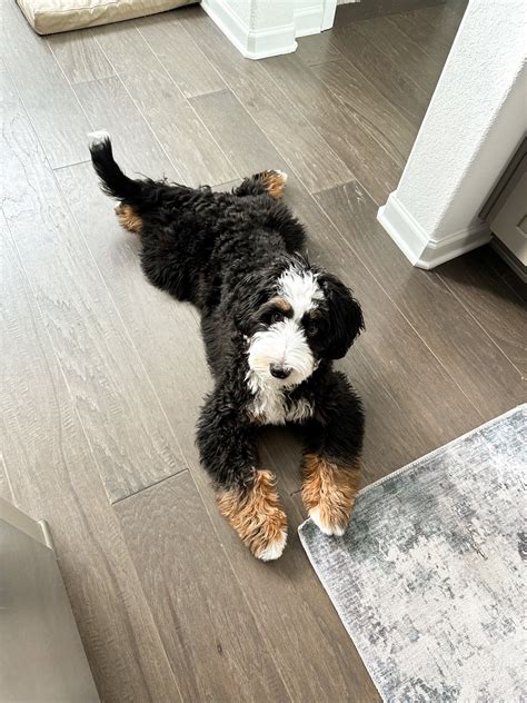 Rocky Road Doodles | Everybody paws up for Winston 🐶🐾🦴💛. Winston is a ...