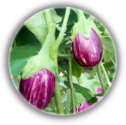ICT-AAS_focus crops