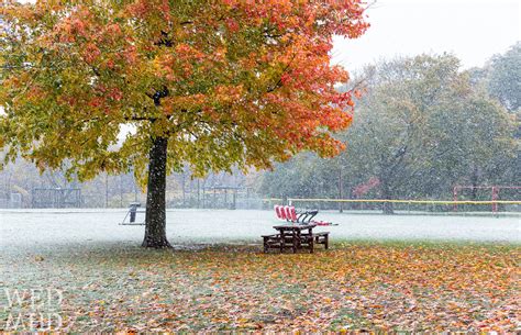 Foliage in the Snow at Gatchell Park - Marblehead, MA