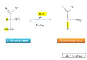 Glycolysis- Biochemistry/Biotechnology/BSc./Msc. Notes