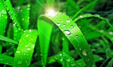 SONU ACADEMY: TEXT: GETTING TO KNOW PLANTS CBSE CLASS-VII BIOLOGY