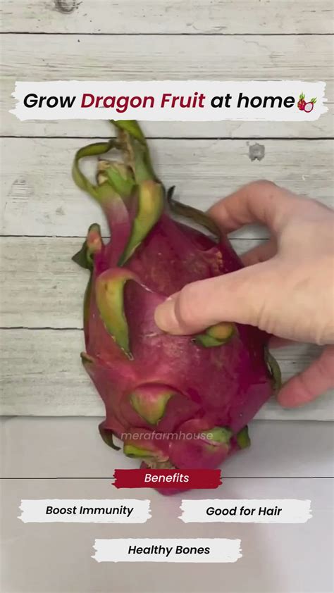 Grow Dragon Fruit From Seeds | How to grow dragon fruit, Dragon fruit plant, Dragon fruit tree
