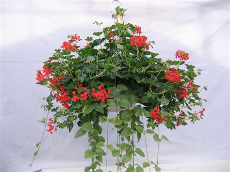 Geranium Plant Care