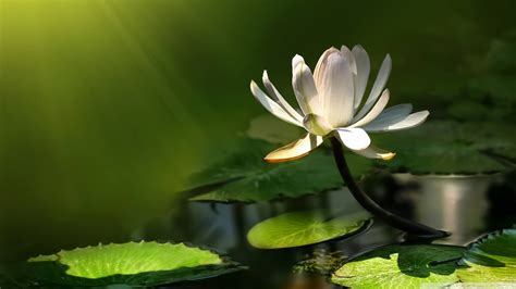 Download Lone White Lotus Flower Wallpaper | Wallpapers.com