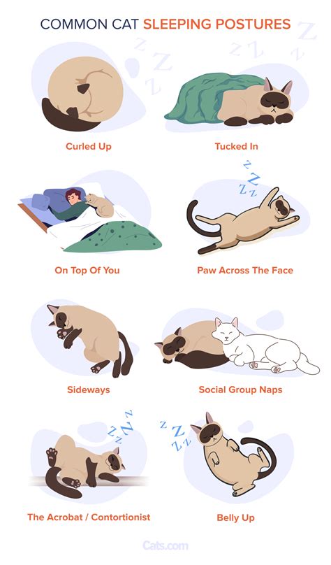 Cat Sleeping Positions Meanings