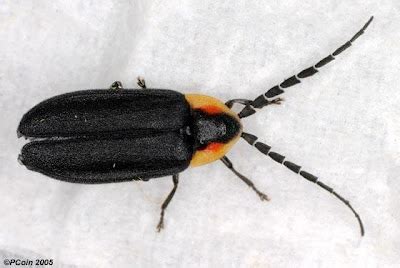 Structure and modifications of insect antennae