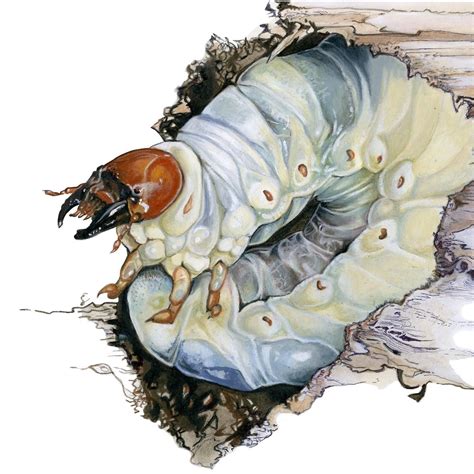 Alix Lukas on Instagram: "Throwback to an old Stag Beetle Grub. It will ...