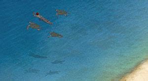 Image result for Blue Turtle Films