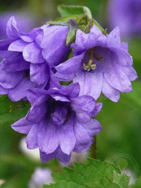 Колокольчик крапиволистный Бернис (Campanula trachelium Bernice) купить ...
