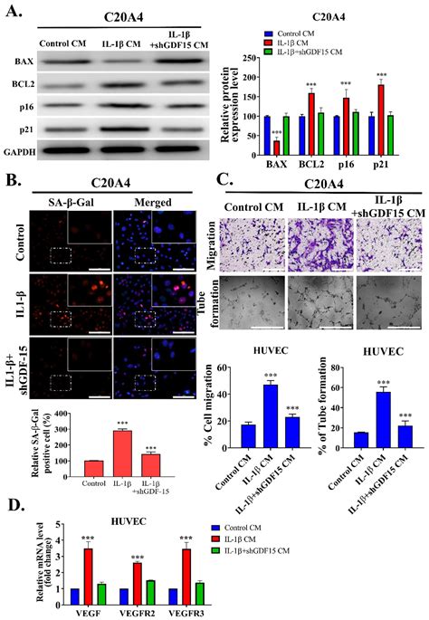 Role of GDF15/MAPK14 Axis in Chondrocyte Senescence as a Novel ...