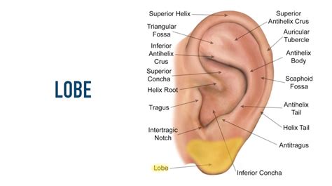 Auricular Anatomy Basics: The 7 Major Areas of the Ear