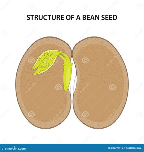 Image result for Seed