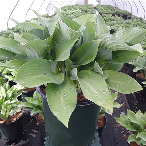 'Krossa Regal' Hosta - Grown By Overdevest
