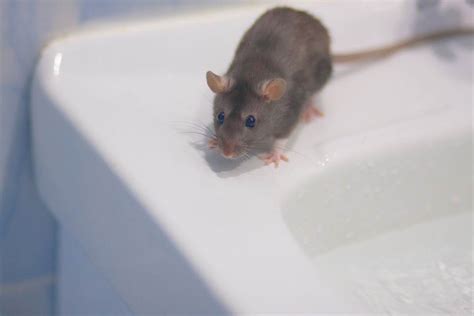 家鼠的生物习性及危害 - 知乎