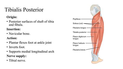 Posterior compartment of leg | PPTX