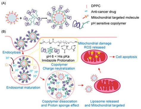 Charge Conversion Polymer–Liposome Complexes to Overcome the ...