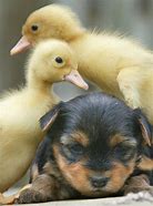 Image result for Spring Baby Animals Chicks