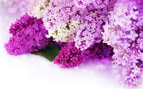 Lilac purple flowers wallpaper | 2880x1800 | #30827