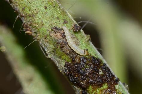 Insect Pests