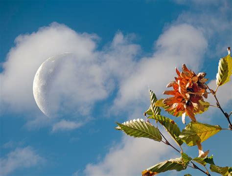 Calender Garden Guide: How to Use the Moon to Maximize Your Yield
