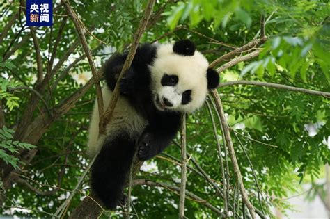 新华全媒+|更多了解、更好爱护——记者探访全国多个大熊猫基地-新华网