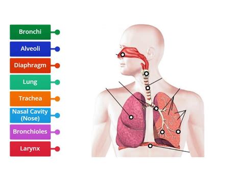 Image result for Respiratory System Composition
