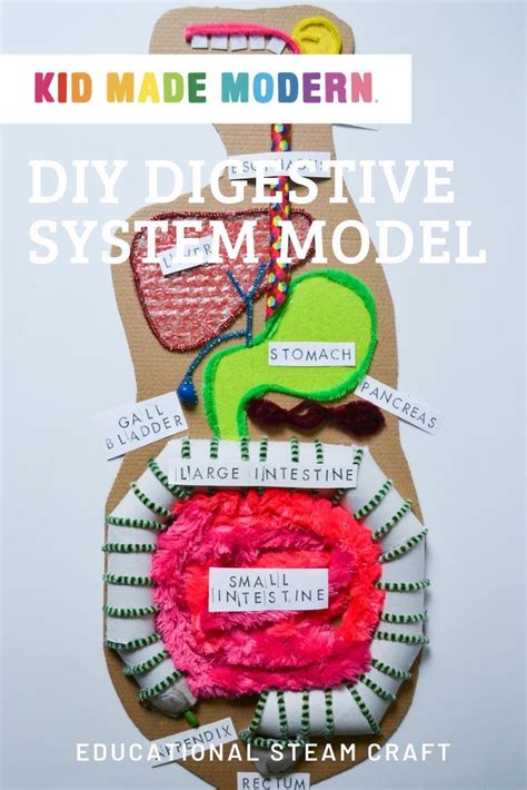 Digestive System Creative Model Making Using Food or Waste Materials 的图像结果
