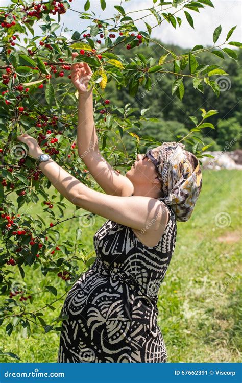 Cherries While Pregnant