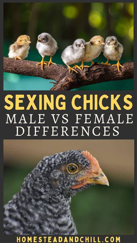 Male or Female Chicks? 5 Ways to Tell the Difference (with photos) | Backyard chicken farming ...