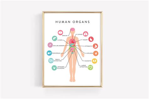 Buy Human Anatomy Education Printable · Organs Body Diagram ...
