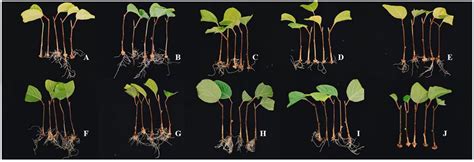 Study on the Rooting Physiological Mechanism of Schisandra chinensis ...