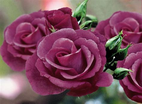 Image result for Flower Digram Using Turtle Python