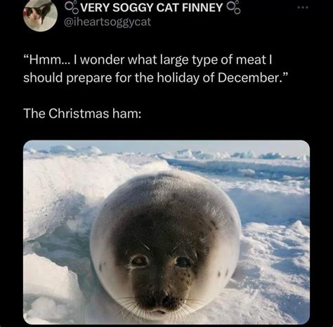 the christmas ham | Silly animals, Silly pictures, Fat animals