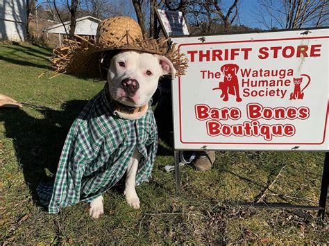 Watauga Humane Society Nc