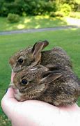 Image result for Wild Baby Bunnies