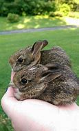 Image result for Wild Baby Bunnies a Few Days Old