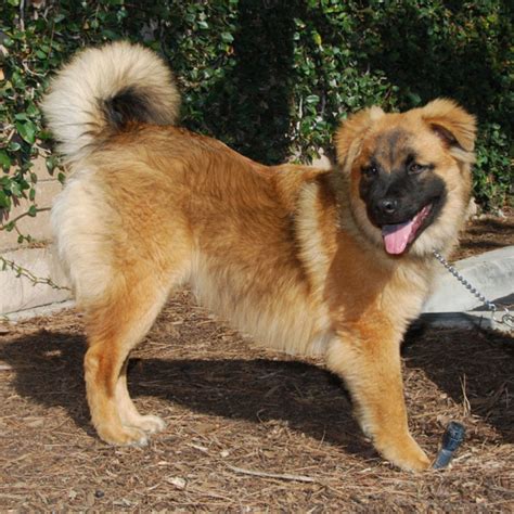 Chow Chow Shepherd Husky Mix