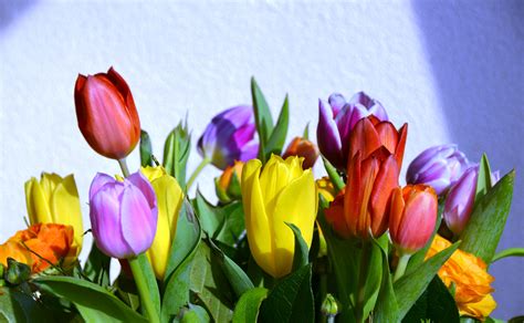 Free Images : nature, flower, petal, summer, tulip, spring, color ...