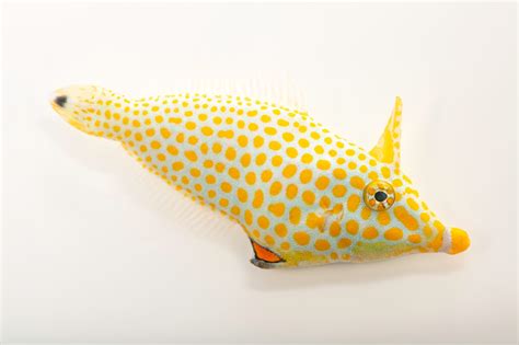 Red Sea Longnose Filefish (Oxymonacanthus halli) - Joel Sartore