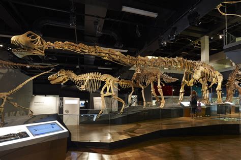 Real Dinosaurs Bones