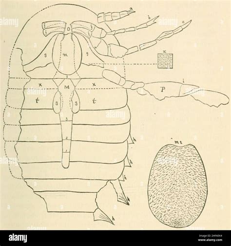 Second Geological Survey of Pennsylvania Report of Progress figure 2 ...
