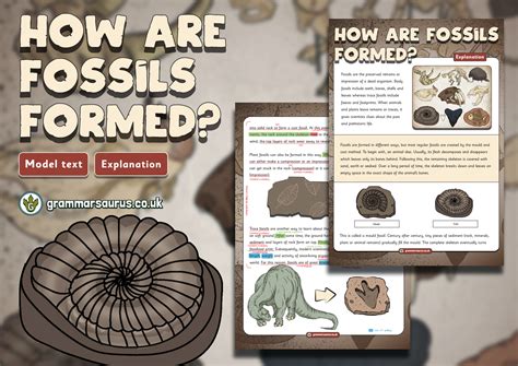 How Are Fossils Made Ks2 at Julia Alvarado blog
