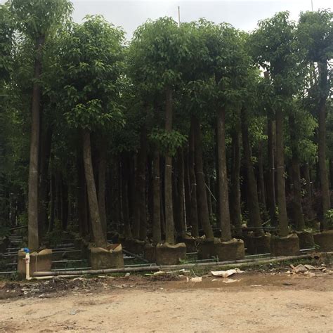 广东香樟基地8公分10樟树树苗风景树种类大树树苗批发8cm3cm-阿里巴巴