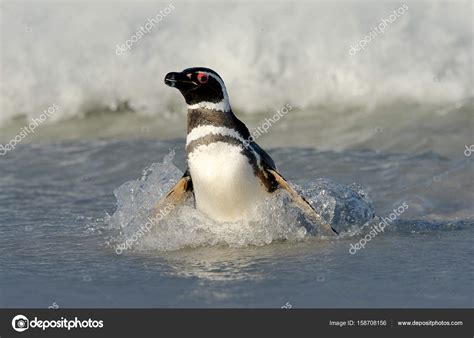 Penguin Swimming From Above