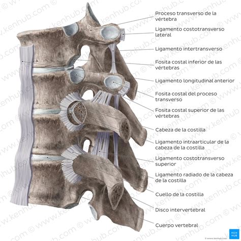 De Que Estan Compuestas Las Vertebras Cervicales Tipicas Definicion