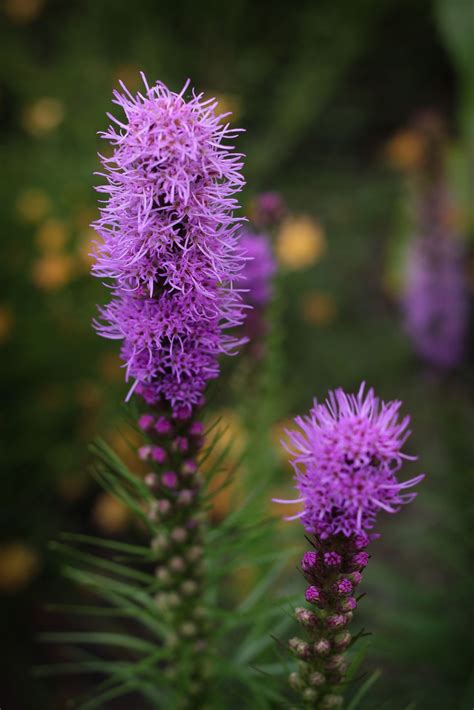 Blazing Star (Liatris spicata 'Kobold') Perennial Plant