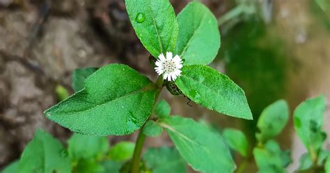 A Quick Guide To Understand The Benefits Of Neelibhringadi Oil