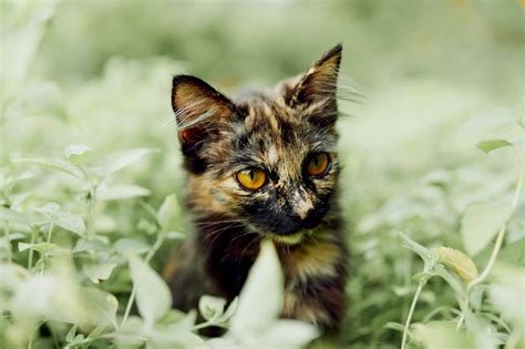 Can Cats Eat Parsley? What's The Deal With This Fragrant Herb?
