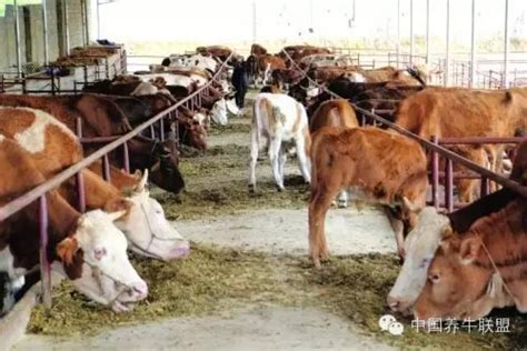 养殖头牛需要多大的地方，养殖100-200头黄牛需要多大场地